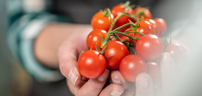 Une étude UNEATLANTICO sur la prévention des champignons sur les tomates cerises