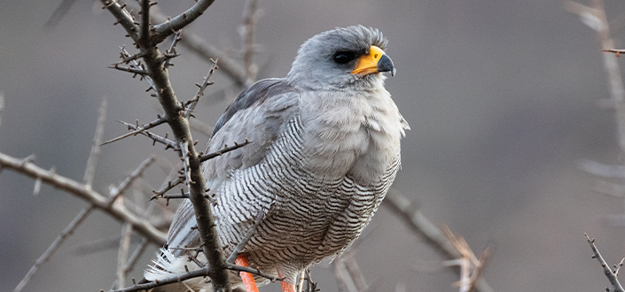 Un chercheur de l’UNEATLANTICO propose une nouvelle méthodologie pour la classification des espèces d’oiseaux